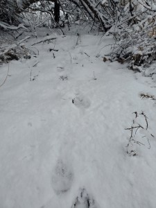 Coyote footprints in the snow near the Rio Grande River.